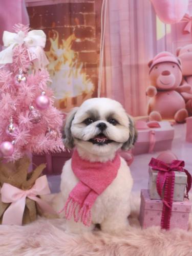 20241201みたらしちゃん